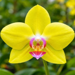 Phalaenopsis Yellow Lover B S Phalaenopsis Yellow Lover B S